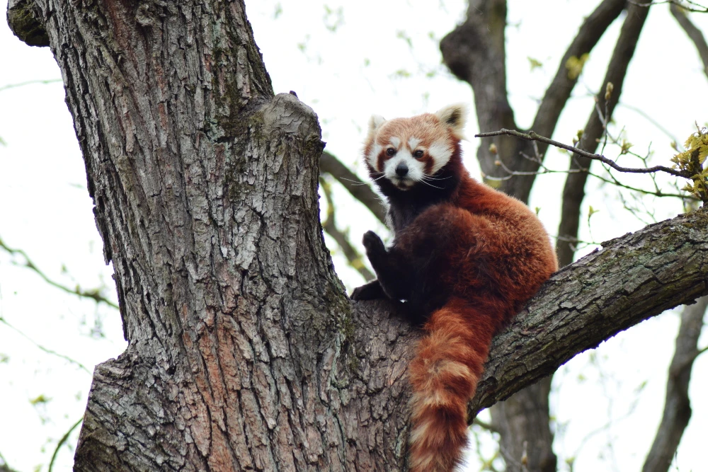 Panda roux