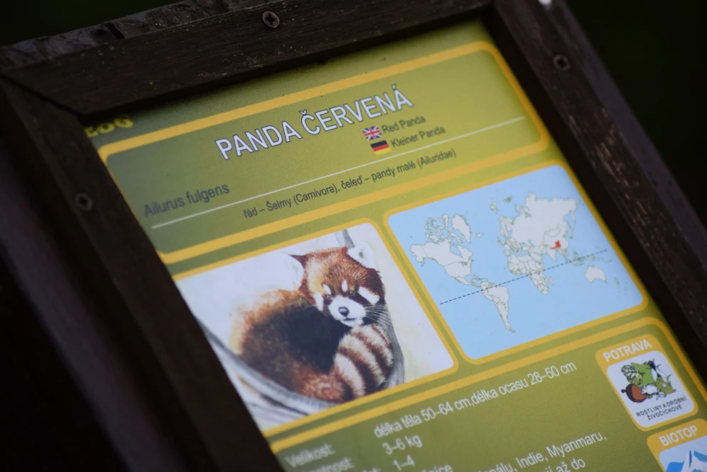 Panda roux au zoo de Brno