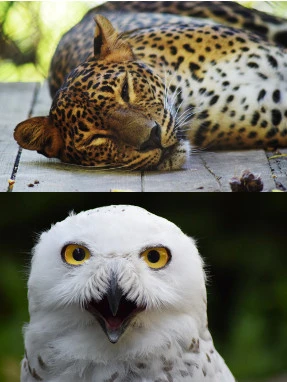 Zoo de Brno