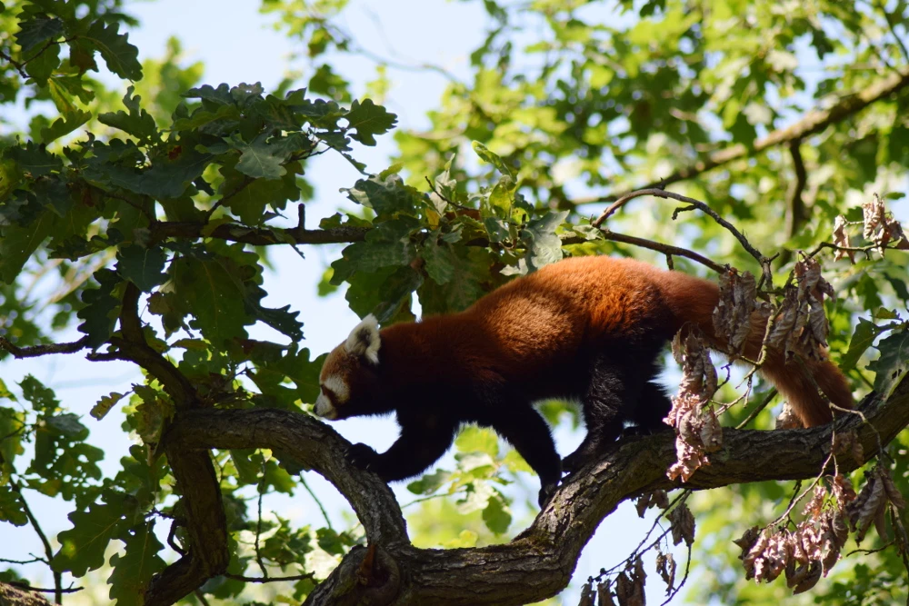 Journée des parents adoptifs au zoo de Brno