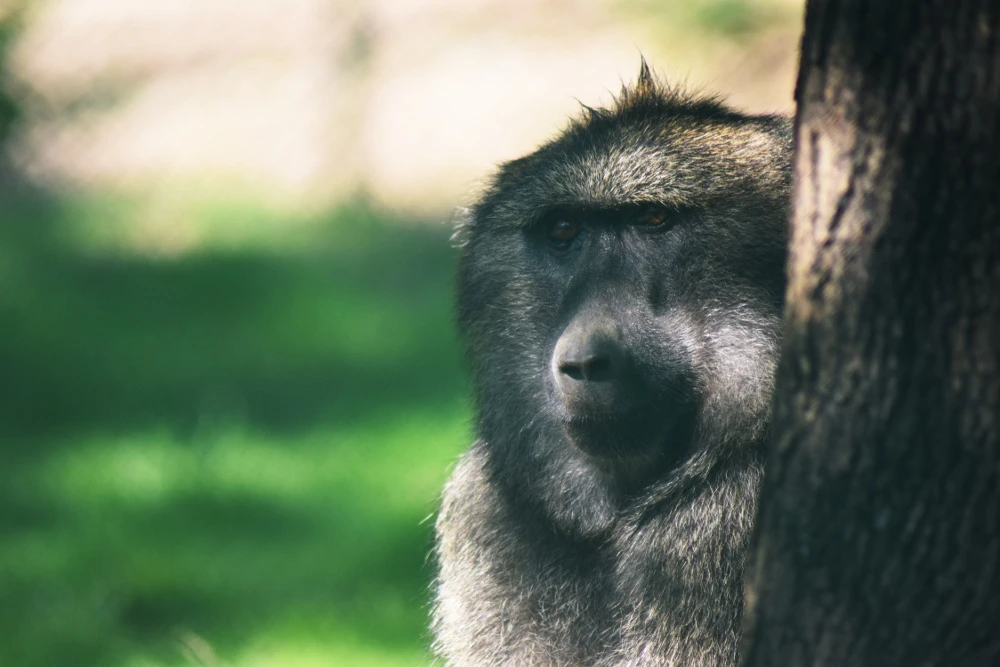 Journée des parents adoptifs au zoo de Brno