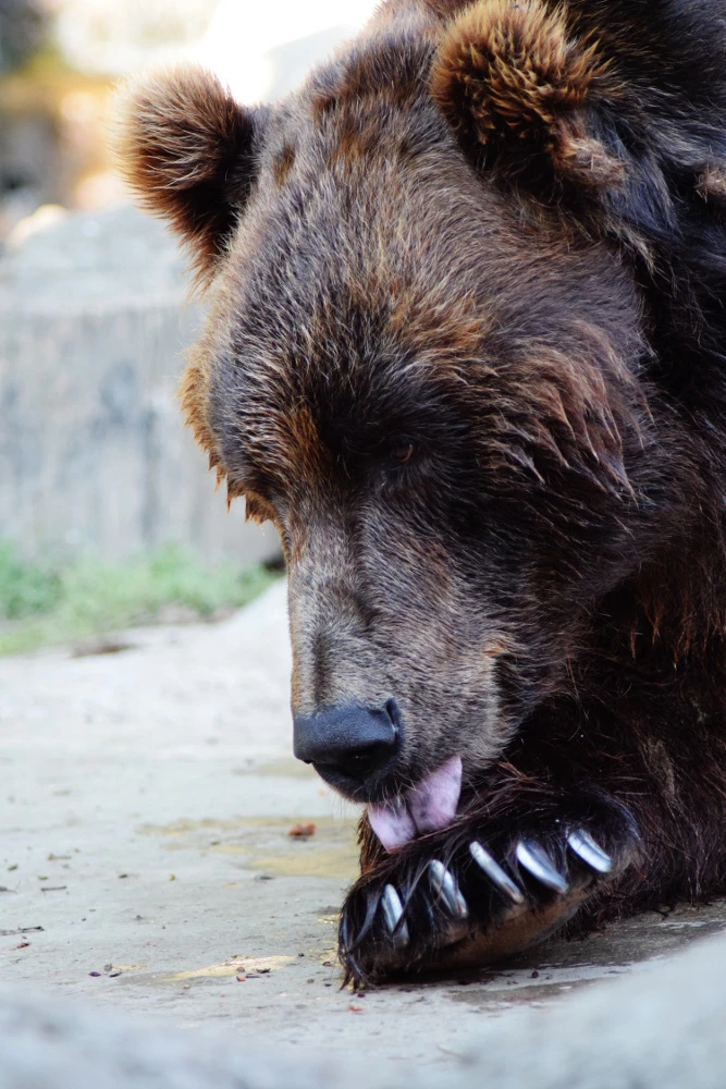 Journée des parents adoptifs au zoo de Brno
