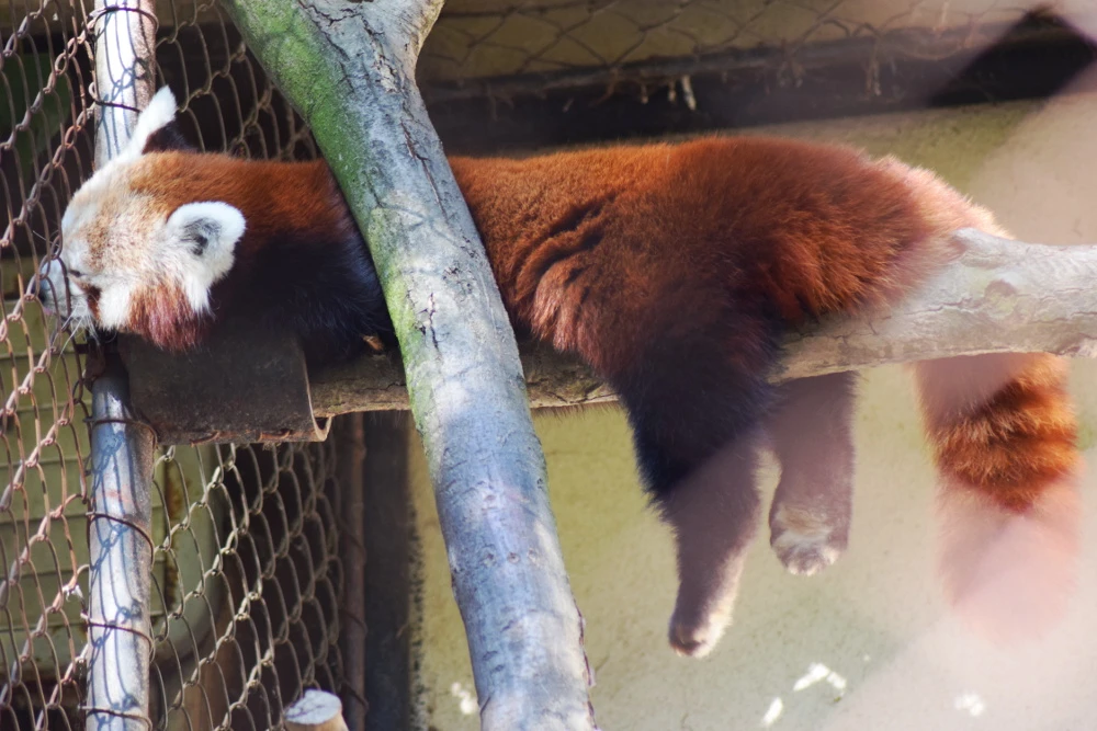 Journée des parents adoptifs au zoo de Brno