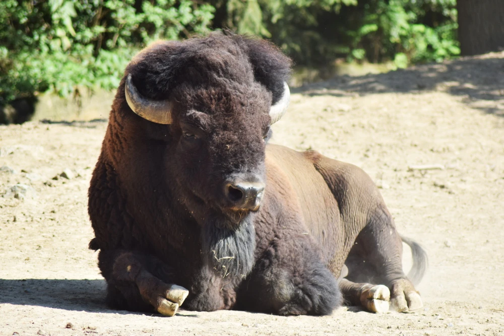 Journée des parents adoptifs au zoo de Brno