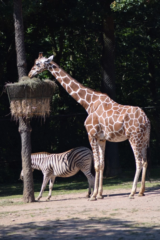 Journée des parents adoptifs au zoo de Brno