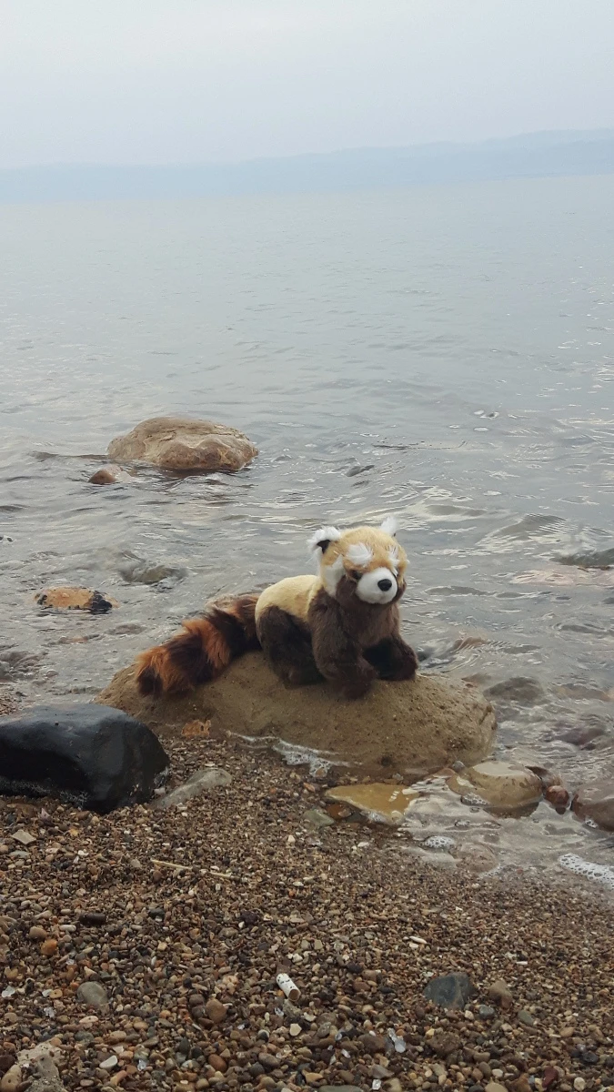 Panda en Jordanie