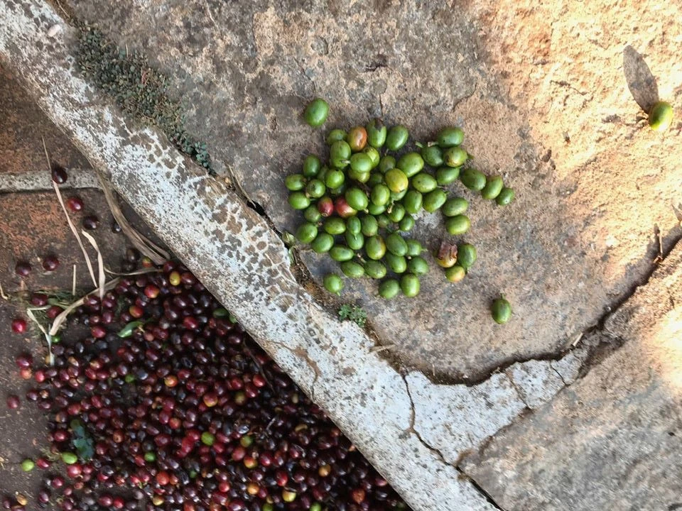grains de café non torréfiés de la ferme Měsíční hora, Chikmagalur, Inde
